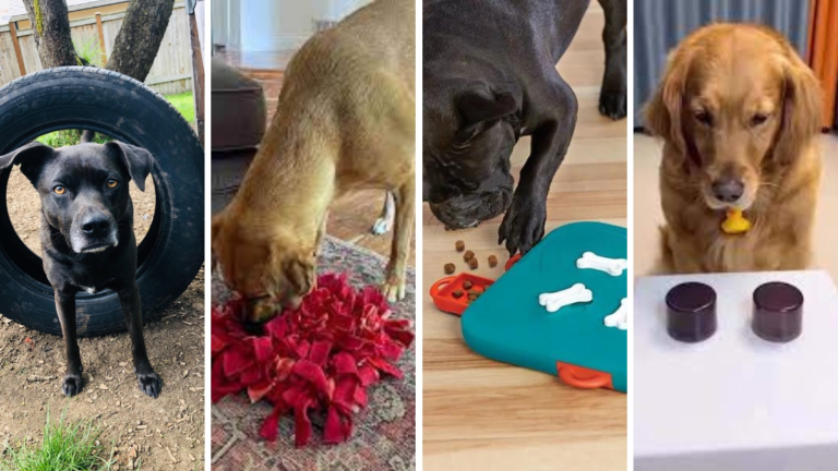 25 Brain Games for Dogs to Boost Intelligence, Reduce Boredom & Improve Behavior in 2026